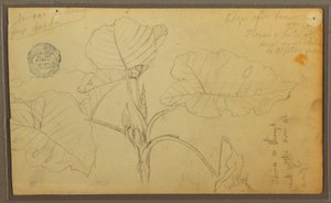 Tegning, blade, 1857 af Frederic Edwin Church