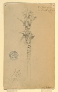 Tegning, blade og stamme af et palmetræ, Aspinwall, Panama, 15. maj 1857 af Frederic Edwin Church