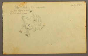 Tegning, lav, 1844 af Frederic Edwin Church