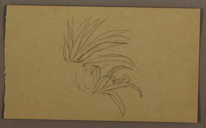 Tegning, liljeplante, 1865 af Frederic Edwin Church