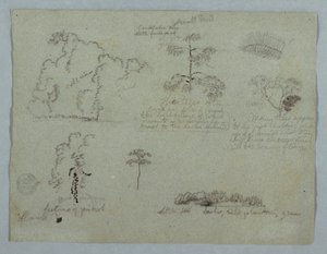 Tegning, Naturstudier, herunder et kandelabertræ med et dovendyr, Rio Magdalena, Colombia, maj 1853 af Frederic Edwin Church