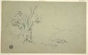 Tegning, Oliventræ, Olivbjerget, april 1868 af Frederic Edwin Church