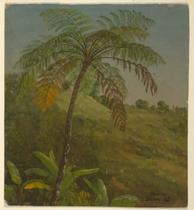 Tegning, palmetræ, Jamaica, juni 1865 af Frederic Edwin Church