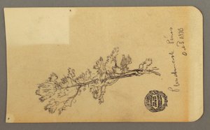 Tegning, Pine Tree, 3. oktober 1878 af Frederic Edwin Church