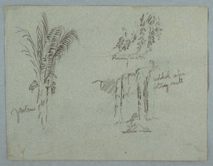 Tegning, Plantestudier fra Rio Magdalena, Colombia, 1853, sandsynligvis maj af Frederic Edwin Church