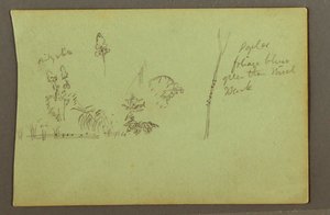 Tegning, Plantestudier, muligvis 1856 af Frederic Edwin Church