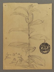 Tegning, studie af planter, 26. juni 1856 af Frederic Edwin Church