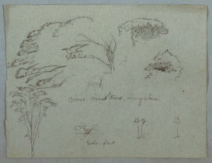 Tegning, Studier fra Rio Magdalena, Colombia:  Trætoppe, flyvende hvid fugl, slyngplanter og tre blomstrende planter, 1853, sandsynligvis maj af Frederic Edwin Church