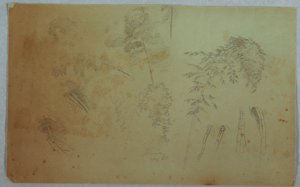 Tegning, Studier af trætoppe og bambus, Jamaica, august 1865 af Frederic Edwin Church