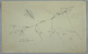 Tegning, studie af bambus, Jamaica, maj-august 1865 af Frederic Edwin Church