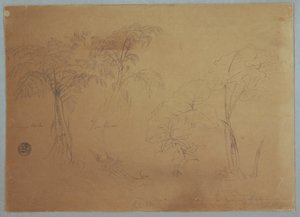 Tegning, studie af to træer og tre planter, nær Jorje, Ecuador, 23. juli 1857 af Frederic Edwin Church