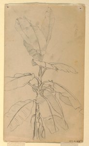 Tegning, studie af en langbladet plante, maj og juni 1857 af Frederic Edwin Church