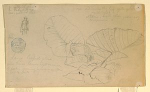 Tegning, Studie af en mand; Studie af, muligvis juni 1857 af Frederic Edwin Church