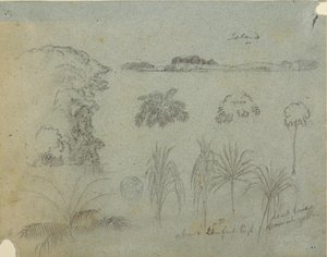Tegning, Studie med trætoppe, træer, fem plantemotiver og en fjern ø, ca. 1852-53 af Frederic Edwin Church