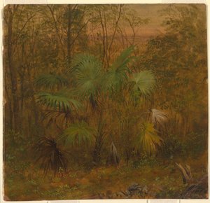 Tegning, Thatch Palm, Jamaica, maj 1865 af Frederic Edwin Church