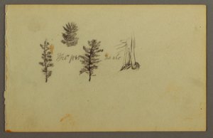 Tegning, Tre stedsegrønne planter, 1845 af Frederic Edwin Church