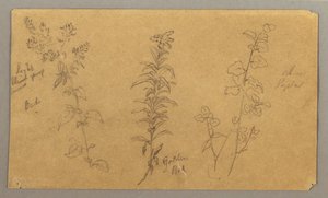 Tegning, Tre plantestudier, oktober 1865 af Frederic Edwin Church