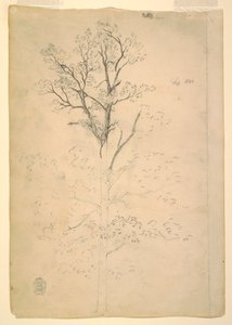 Tegning, træ, september 1844 af Frederic Edwin Church