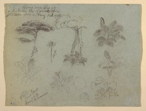 Tegning, Træstudier set fra Rio Magadalena, Colombia, 1853 af Frederic Edwin Church