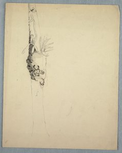 Tegning, træstamme med parasitære planter, Jamaica, maj-august 1865 af Frederic Edwin Church