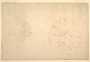 Tegning, Træ og død træstamme, september 1844 af Frederic Edwin Church