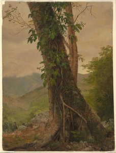 Tegning, træ med vinranker, Jamaica, Vestindien, maj 1865 af Frederic Edwin Church