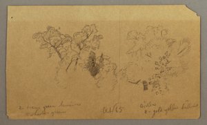 Tegning, To træstudier, oktober 1865 af Frederic Edwin Church