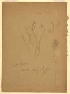 Tegning, vandplanter, Rom Italien af Frederic Edwin Church
