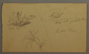 Tegning, Hvid lilje, måne, muligvis 1865-66 af Frederic Edwin Church
