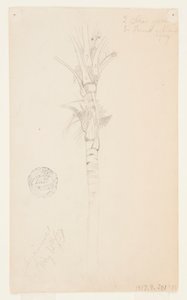 Blade og stængel af et palmetræ, Aspinwall, Panama af Frederic Edwin Church