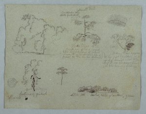 Naturstudier inklusive et Candelabra -træ med en dovendyr, Rio Magdalena, Colombia af Frederic Edwin Church