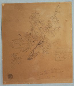 Rugged Tree ved Canadian Bank under Niagara Falls af Frederic Edwin Church