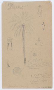 Skitser fra Jamaica, Vestindien af Frederic Edwin Church