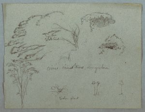 Undersøgelser fra Rio Magdalena, Colombia: trætoppe, flyvende hvide fugle, vinstokke og tre blomstrende planter af Frederic Edwin Church