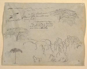 Undersøgelser af fugle og træer set fra Rio Magdalena, Colombia af Frederic Edwin Church