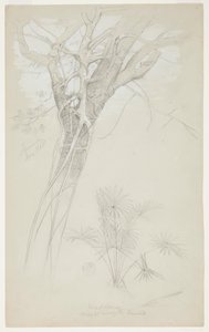 Undersøgelse af træstamme, parasitvin og palmeplante, Jamaica af Frederic Edwin Church