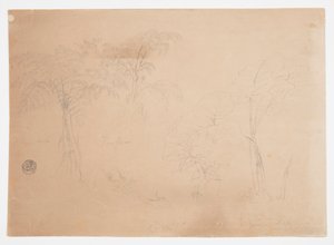 Undersøgelse af to træer og tre planter, nær Jorje, Ecuador af Frederic Edwin Church