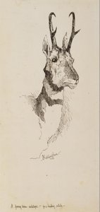 En Pronghorn-antilope af Frederic Remington