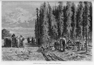 Humleplukning. Gravering af Lix, for at illustrere historien A Through Alsace and Lorraine, i 1887, af Charles Grad, tysk deputeret, i tour du monde 1888, instrueret af Edouard Charton (1807-1890), Hachette, Paris.