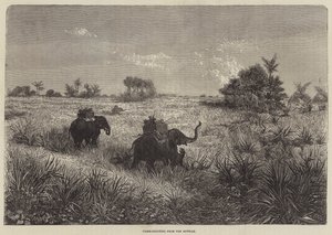 Indien og prinsen af Wales, Tiger-skydning fra Howdah af Frederic Theodore Lix