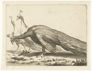 påfugle Abraham Bloemaerts tegnebog (serietitel)