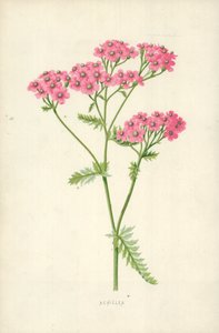 Achillea af Frederick Edward Hulme