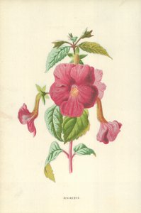 Achimenes af Frederick Edward Hulme