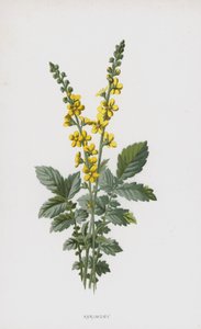 Agrimony (chromolitho) af Frederick Edward Hulme
