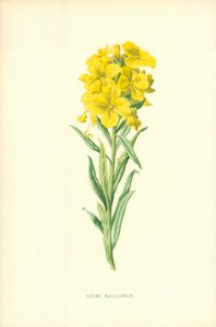 Alpine vægblomst