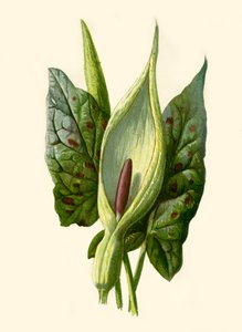 Arum eller Gøgepint, 1877. af Frederick Edward Hulme