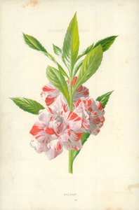 Balsam af Frederick Edward Hulme