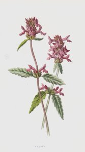 Betony (chromolitho) af Frederick Edward Hulme