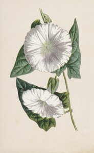 Bindweed (chromolitho) af Frederick Edward Hulme