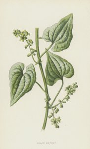 Sort Bryony (chromolitho) af Frederick Edward Hulme